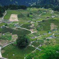 岐阜県上ケ流地区の天空の茶畑、マチュピチュのような段々畑の絶景の写真