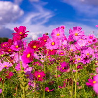 色鮮やかに咲き誇るピンク色の秋桜が群生する花畑の写真