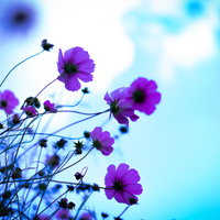 青空が透けて見える紫のコスモスの花弁と秋桜の情景の写真