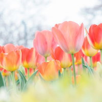 暖色系の花々が咲きそろったチューリップ花壇の写真