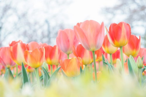 暖色系の花々が咲きそろったチューリップ花壇