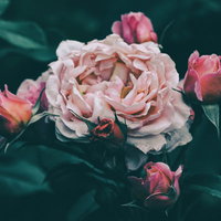 花びらが痛むピンクのバラと蕾、緑の葉の写真