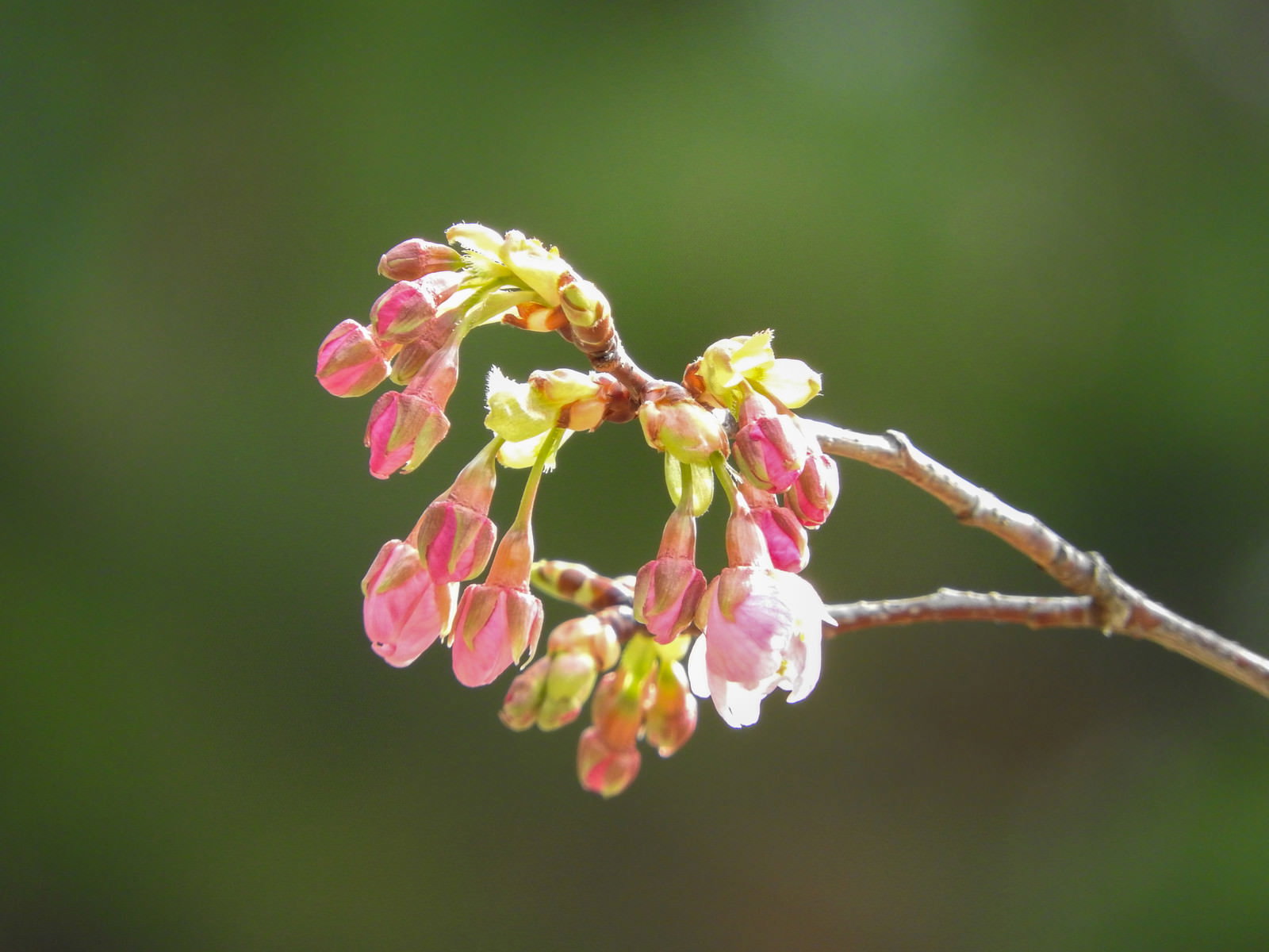 淡いピンク色の花を咲かせた河津桜の枝