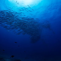 青い海中を泳ぐホソカマスの大群 魚群が密集して移動する水中映像の写真