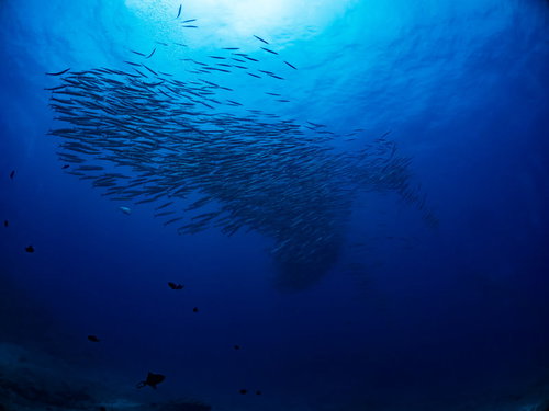 青い海中を泳ぐホソカマスの大群 魚群が密集して移動する水中映像