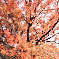オレンジから赤く紅葉したモミジの葉が伸びる枝の写真
