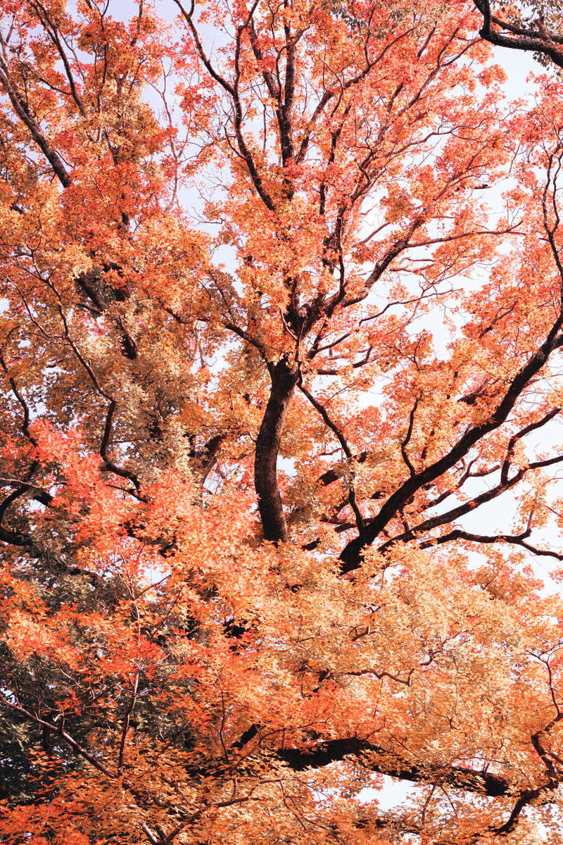 オレンジから赤色に紅葉したモミジの葉が枝に付いている秋の風景