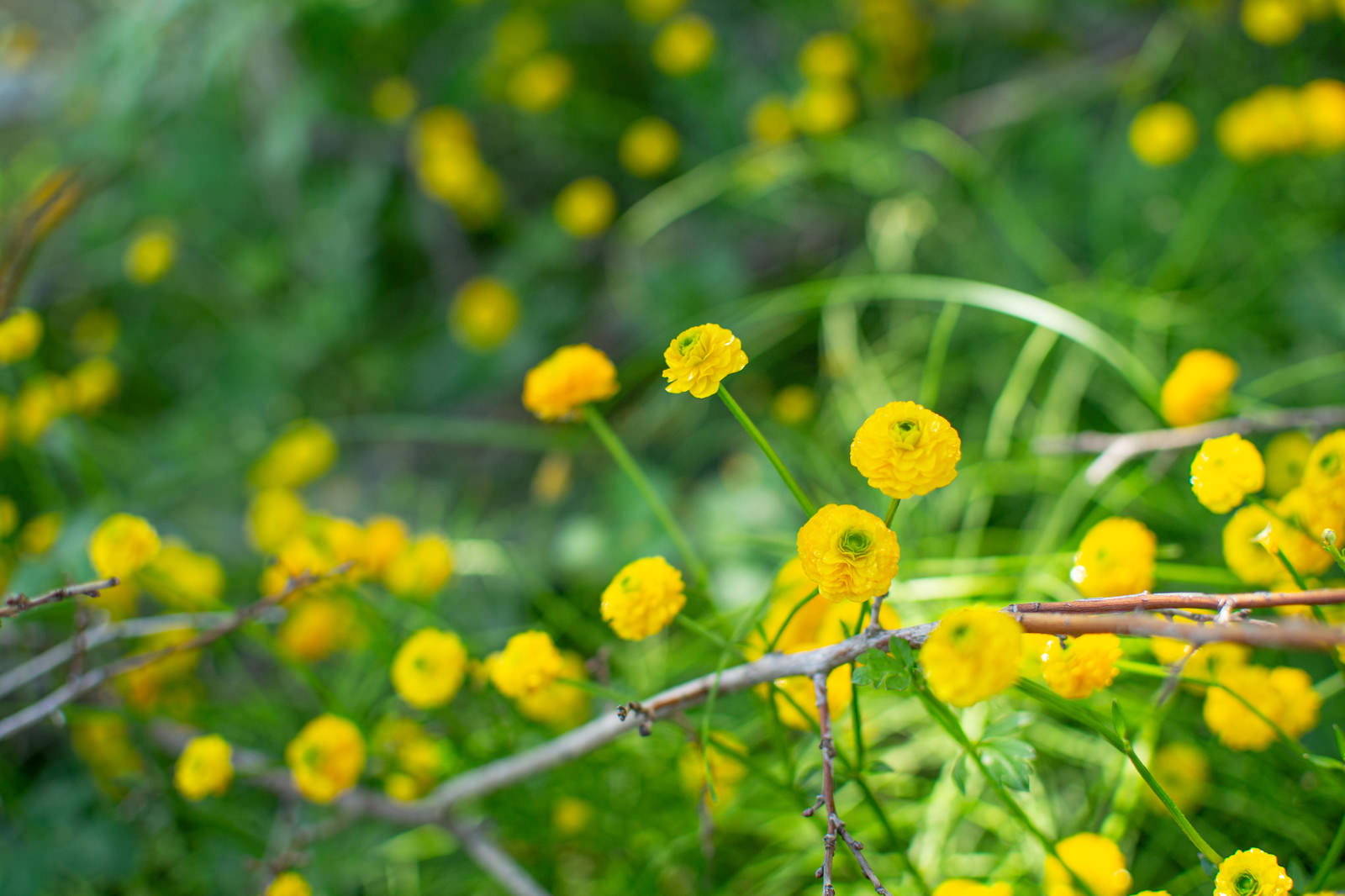 緑の草の中に咲く小さな黄色い野花