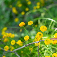 緑に映える小ぶりの黄色い野花の春夏風景の写真