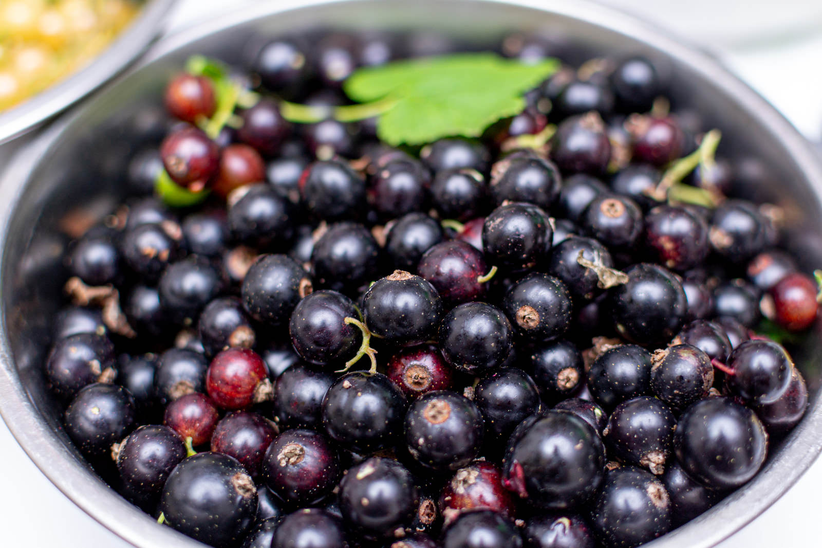 白いボウルに盛られた濃い紫色のカシスの実