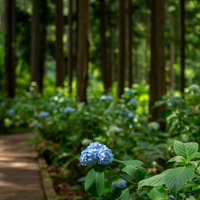 木漏れ日を浴びる一輪の紫陽花（アジサイ公園の遊歩道）の写真