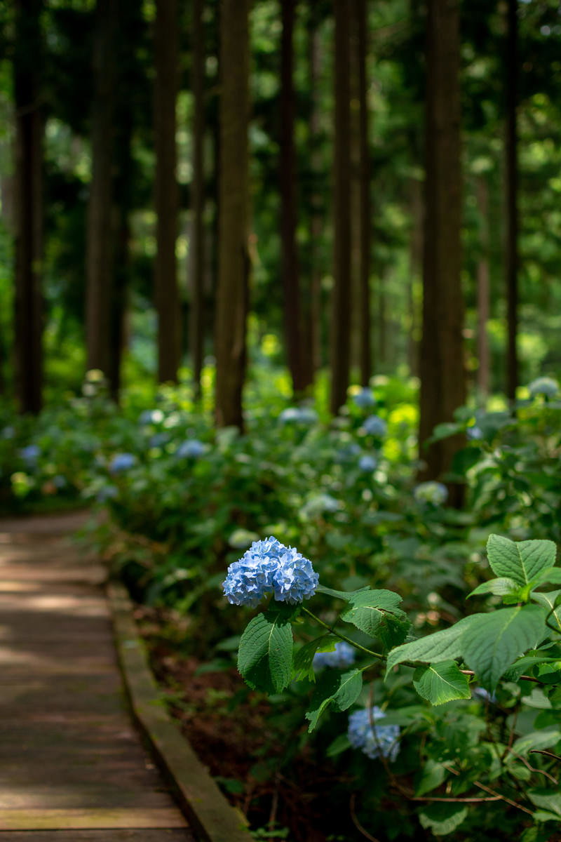森林の木道沿いに咲く淡い青紫色の紫陽花が木漏れ日に照らされている様子