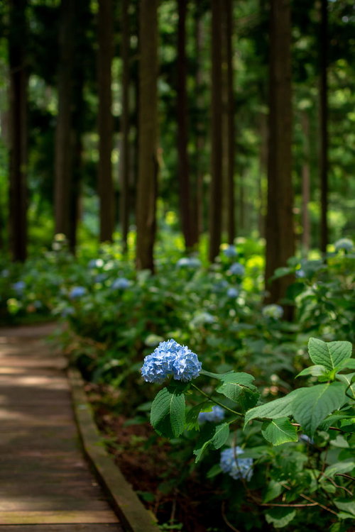 木漏れ日を浴びる一輪の紫陽花（アジサイ公園の遊歩道）