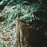 庭の薮に生えた朽ちた木の根元と苔むした幹の写真