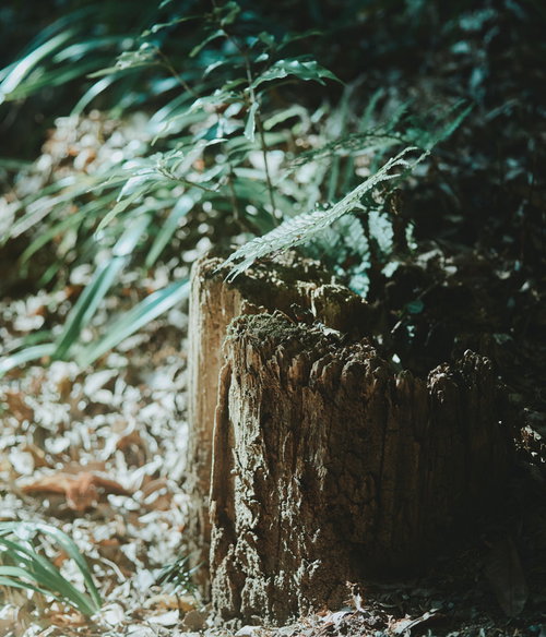 庭の薮に生えた朽ちた木の根元と苔むした幹