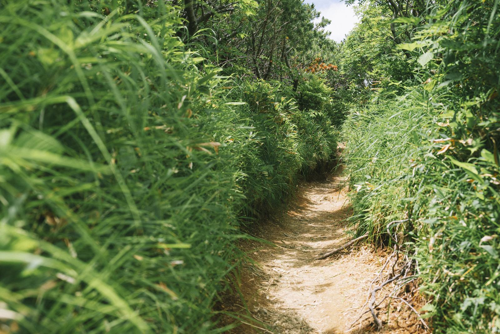 笠ヶ岳・弓折尾根の夏山登山道