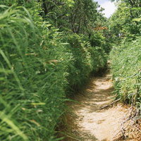 笠ヶ岳の弓折尾根登山道を進む稜線歩きの風景の写真