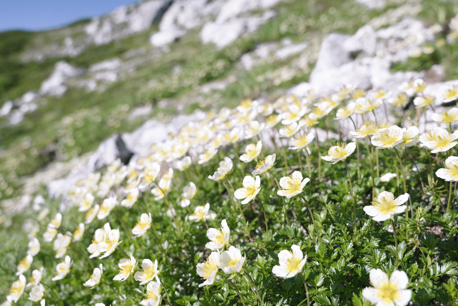 木曽駒ヶ岳の草原に咲く白いチングルマの花