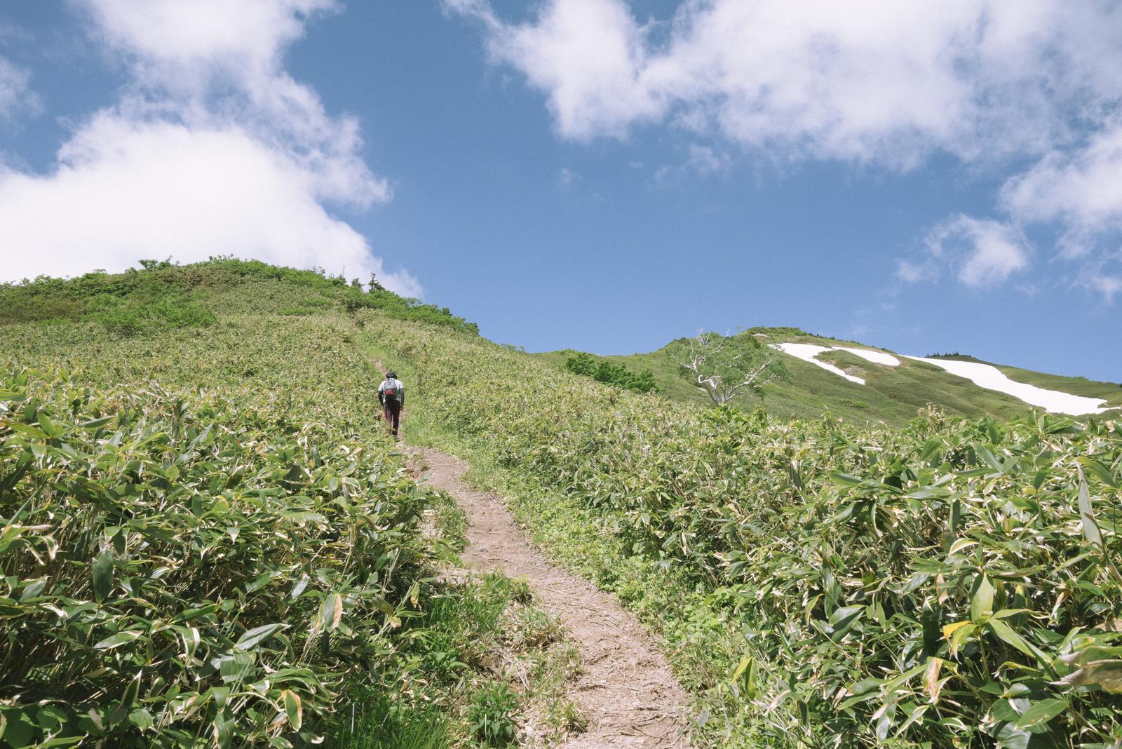 笹が繁茂する登山道を歩く登山者の後ろ姿と、先に続く丘陵地の風景