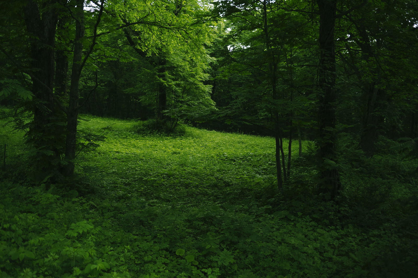 戸隠牧場の深い緑の森に囲まれた草原の風景