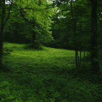 日本百名山・高妻山の麓、緑が深い戸隠牧場の木々の写真