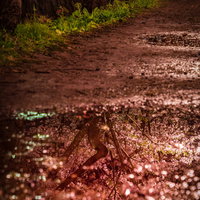 水たまりの中に咲く桜の花びらの写真