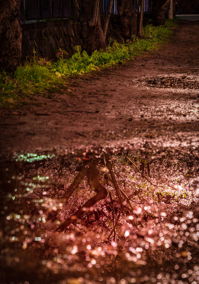 地面の水たまりに桜の花びらが浮かび、水面に反射している様子