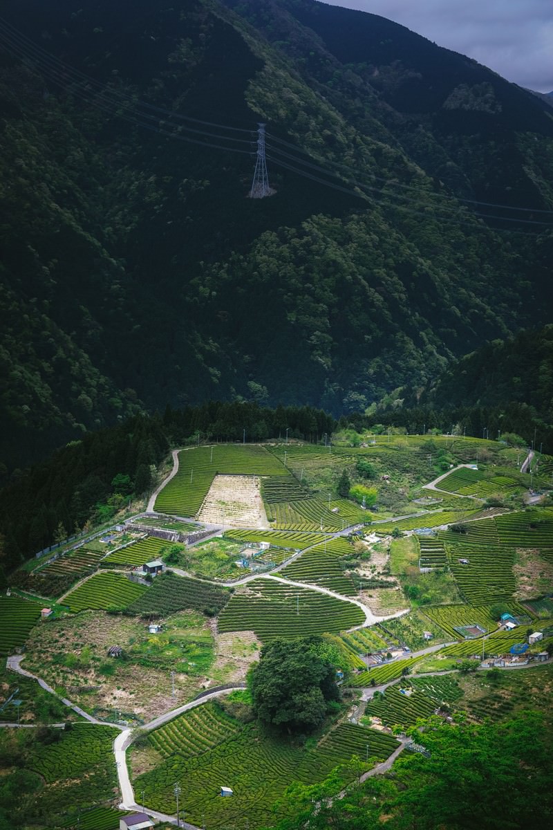 山間の急傾斜地に段々状に広がる茶畑と、その間を蛇行する白い道路、奥に見える送電鉄塔