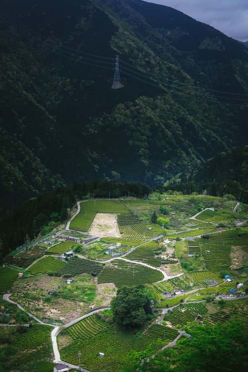 岐阜のマチュピチュ「天空の茶畑」