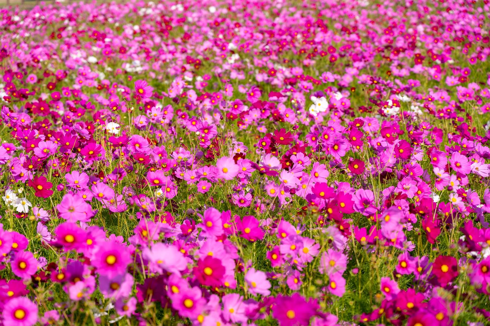 一面に密集して咲くピンク色のコスモスが絨毯のように広がっている花畑