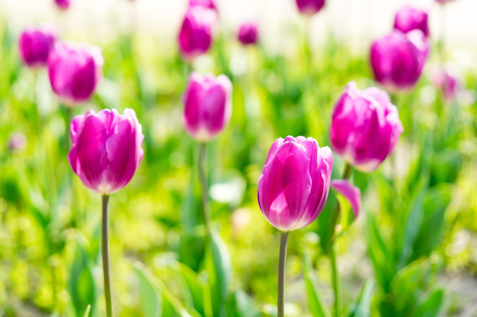 緑の葉に囲まれた紫色のチューリップが複数咲いている春の花壇