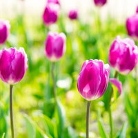 春の花壇に咲く紫色のチューリップの群生の写真