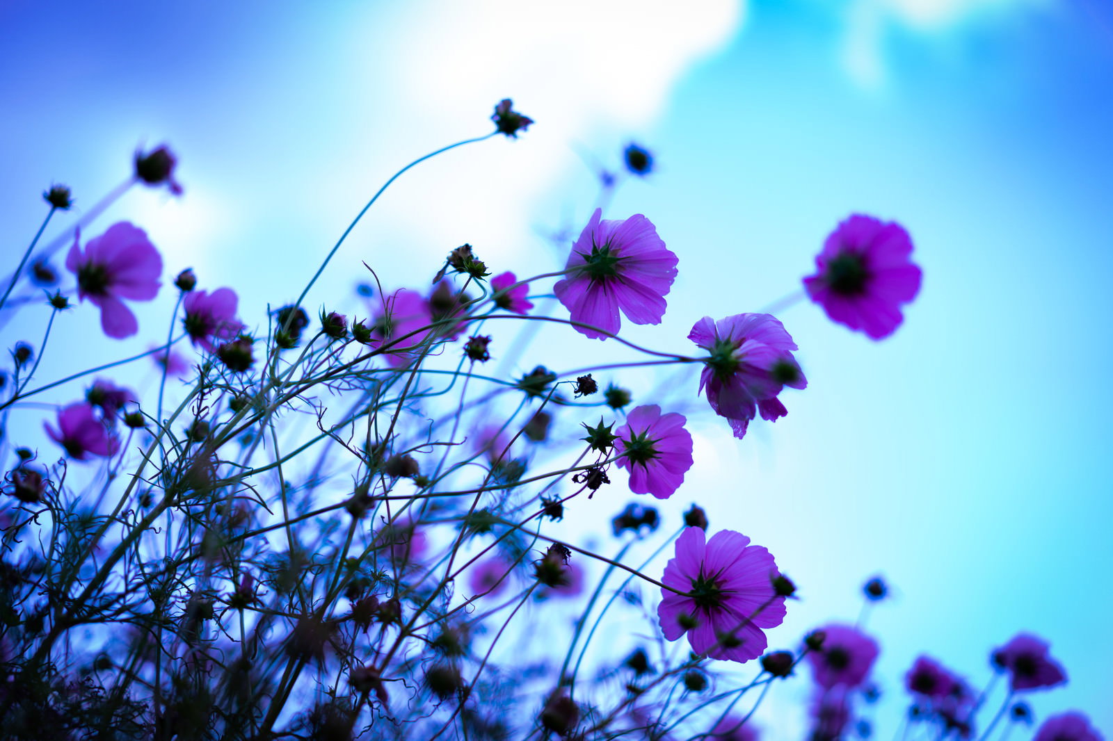 青空を背景に逆光で咲く紫色のコスモスの花