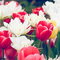 大人カラーのチューリップ群生の写真