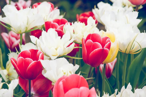 大人カラーのチューリップ群生