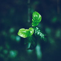 虫食い痕がある小さな新芽の成長過程と葉脈の様子の写真