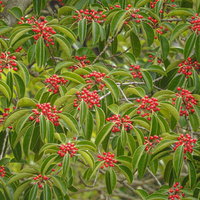 秋冬に赤い実をつけるクロガネモチの庭木の写真