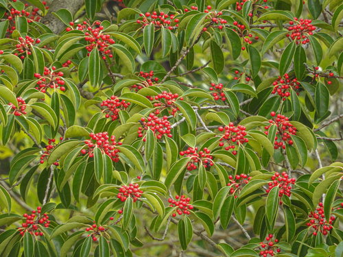 秋冬に赤い実をつけるクロガネモチの庭木