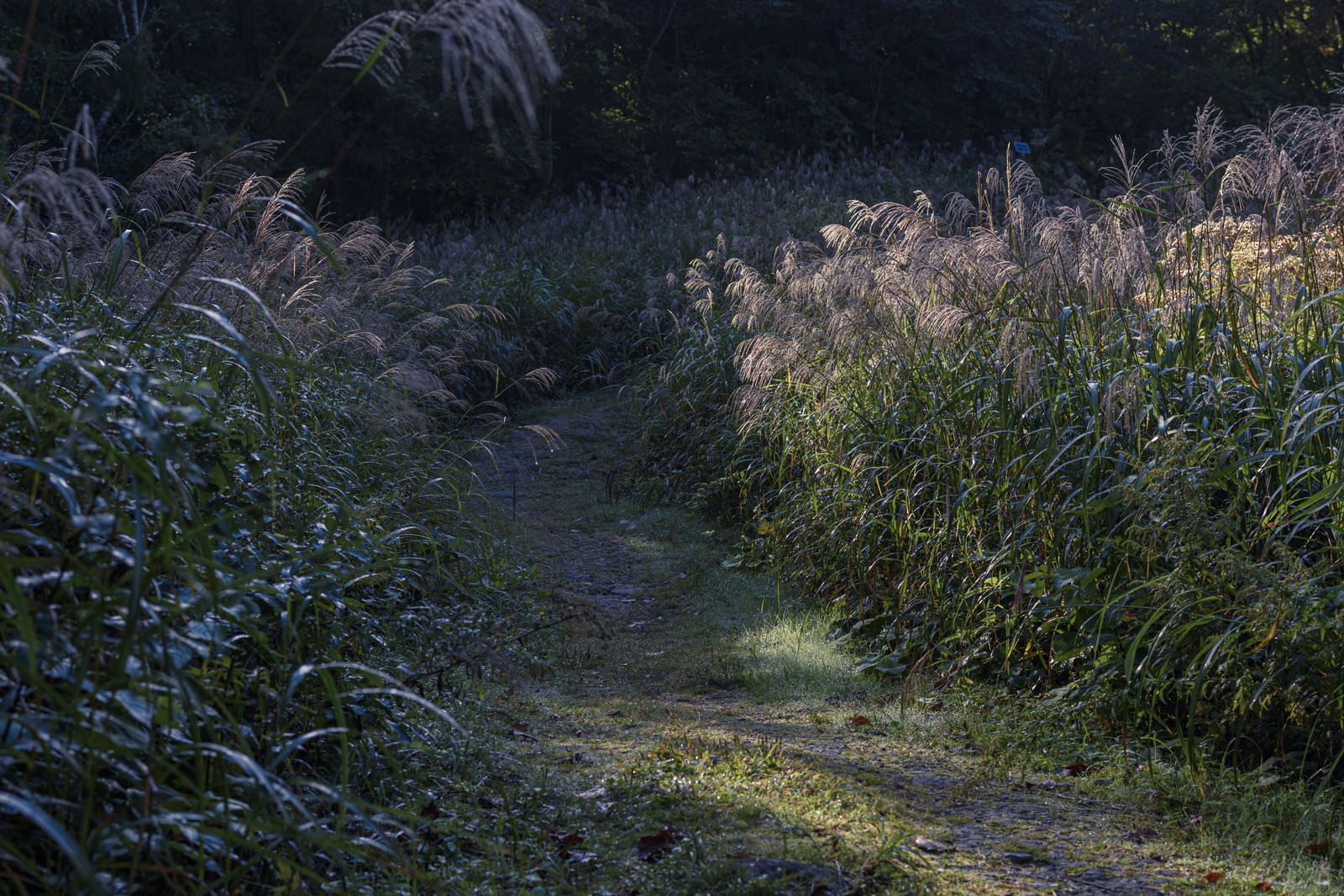 夕日に照らされたススキが茂る磐梯山の登山道