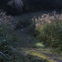 夕日に照らされたススキがささやく磐梯山の登山道の写真