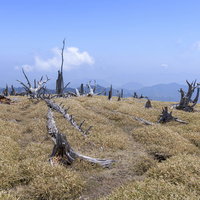 伊勢湾台風で枯れた木々の跡が広がる大台ヶ原の荒野の写真