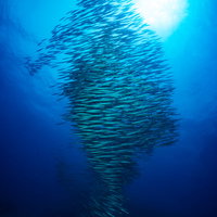 ひとつの魚のように群れて泳ぐホソカマスの大群の写真