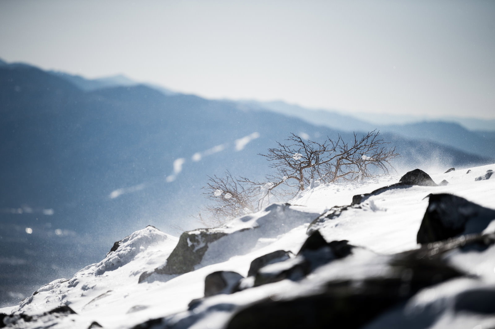 雪に覆われた蓼科山頂で風雪に耐える樹木