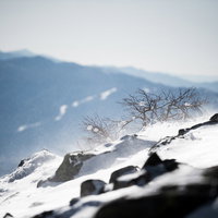 厳冬期の蓼科山頂で風雪に耐える樹木たち－樹氷に覆われた寒冷地の雪山風景の写真