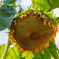 種がぎっしり詰まって重たそうに下向く夏のひまわりの写真