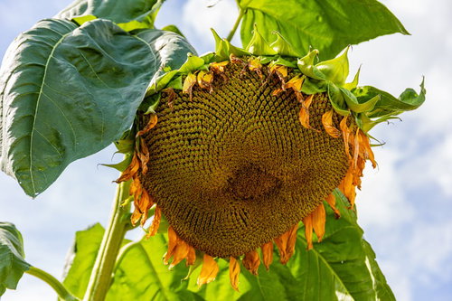 種がぎっしり詰まって重たそうに下向く夏のひまわり