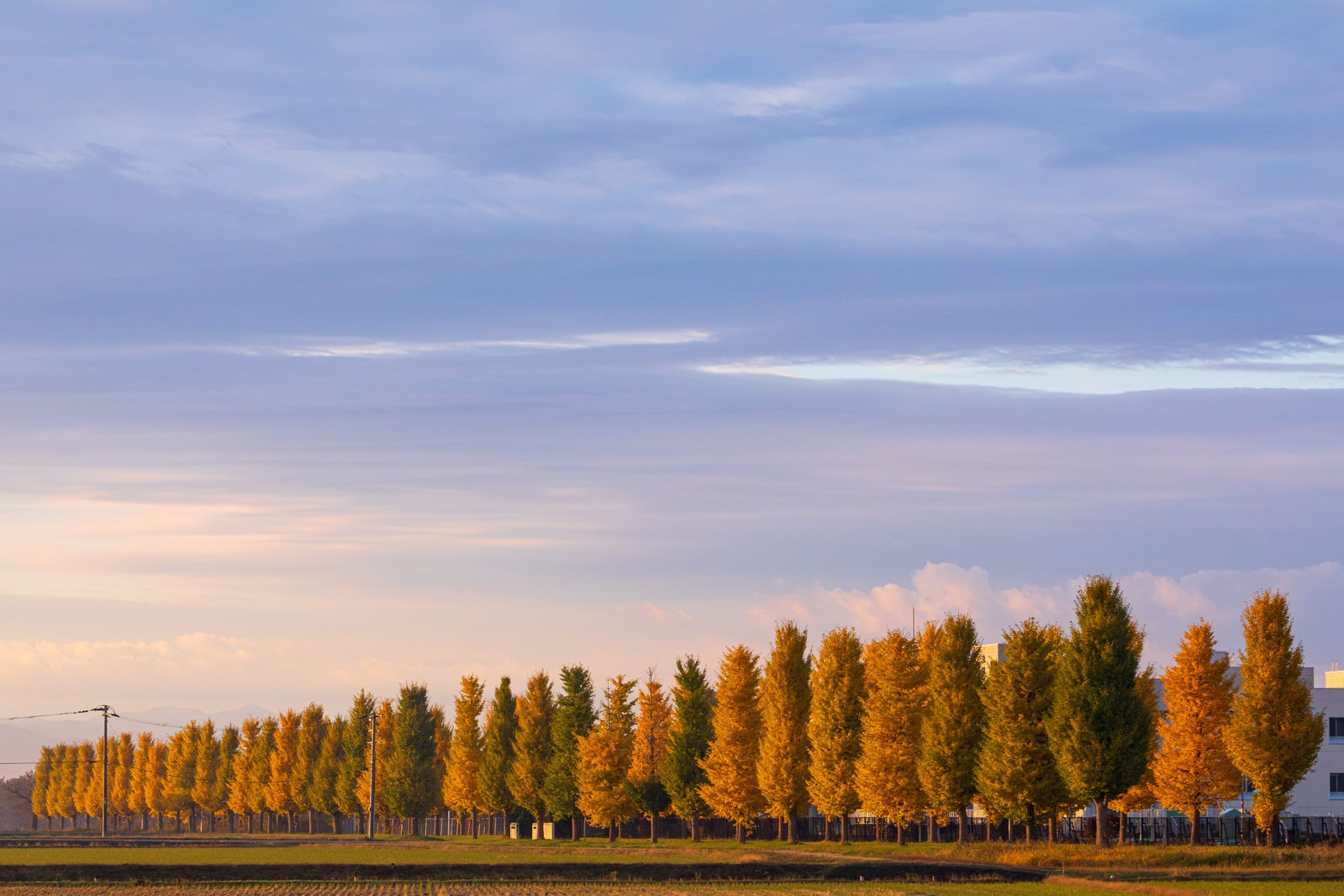 田園地帯に並ぶ秋の銀杏並木