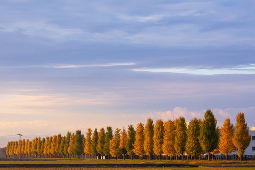 朝日を浴びて黄金色に輝く銀杏並木の秋景色