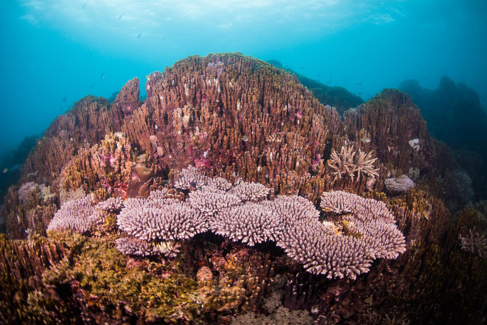 沖縄辺野古のサンゴ礁。褐色と白いサンゴが密集する海中の風景