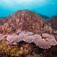 辺野古沿岸の色鮮やかなサンゴ礁と海洋生物の生態系の写真
